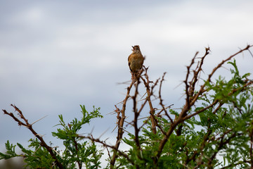 Rufous-naped lark, crested african bush bird