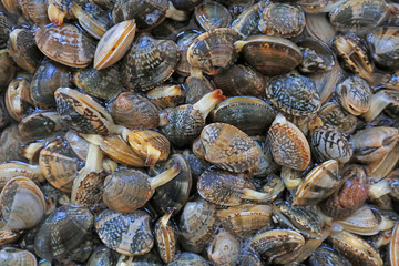 Shell seafood products piled up