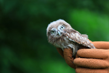 Owl Juvenile in the wild, close-up photos