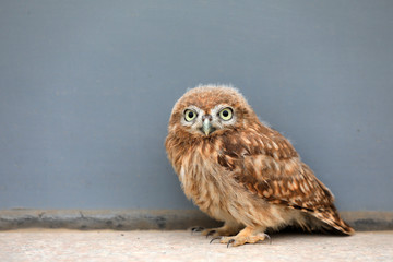 Owl Juvenile in the wild, close-up photos