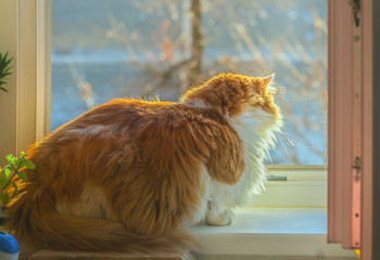 Red cat in open sunny window