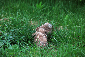 Owl Juvenile in the wild, close-up photos