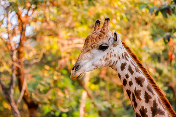 Photos of giraffes in the zoo