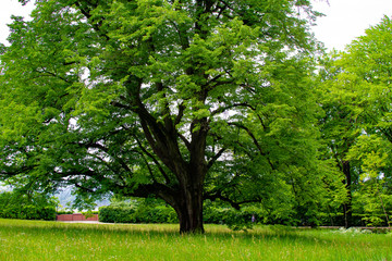 Fototapeta na wymiar Tree on a meadow with green grass in Zamecky Park in Hluboka Castle (Hluboka nad Vltavou, Czech Republic) during spring season