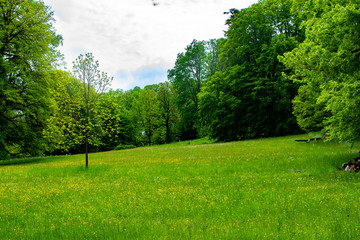 Meadow with green grass and trees in Zamecky Park in Hluboka Castle (Hluboka nad Vltavou, Czech Republic) during spring season