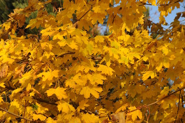 Eggesin, Baum in den Herbstfarben