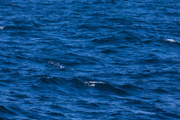 Fototapeta premium Surface of a calm blue sea. Selective focus. Shallow depth of field