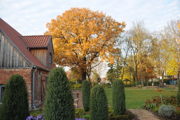 Eggesin, Baum in den Herbstfarben