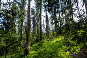Fototapeta na wymiar Beautiful summer forest scene. Deep woods in bright sunny day.