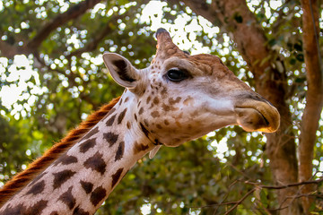 Photos of giraffes in the zoo