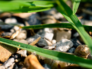Grass and pebbles