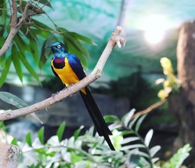 Vogel