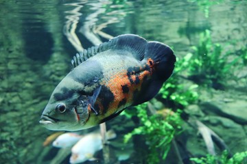 Fisch