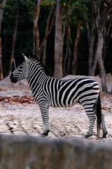 Fototapeta na wymiar A zebra standing alone in the forest