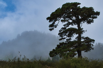 Fog and mystical weather on Tenerife