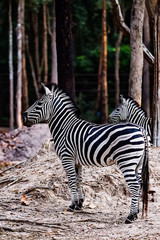 Fototapeta na wymiar A zebra standing alone in the forest