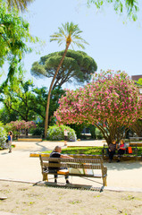 Obraz premium Blooming hibiscus in the park, Seville, Andalusia, Spain.