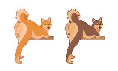 Shiba inu and Akita inu dogs.
