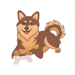 Shiba inu dog on a white background.