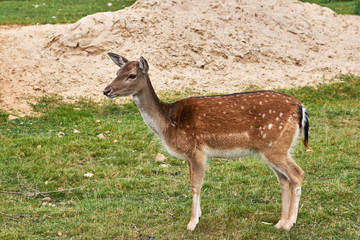 Young deer stands in a field and looks into the distance