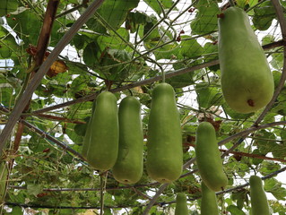 Fresh calabash hanging in the garden