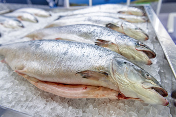Fresh chilled salmon lies on ice. Close-up shot.