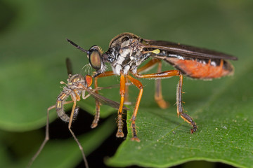 Dioctria rufipes, the common red-legged robberfly, is a species of robber fly in the family...
