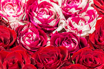 Nahaufnahme von schönen roten Rosenblüten