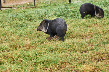 Black Chinese pig with a small piglet. The little piglet is eating.