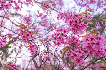 The beautiful pink cherry blossom flower on the tree in winter season, Chiang Mai, Thailand