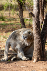South African Lion in the Savanna
