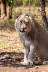 Naklejka na ściany i meble South African Lion in the Savanna
