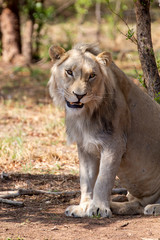 South African Lion in the Savanna