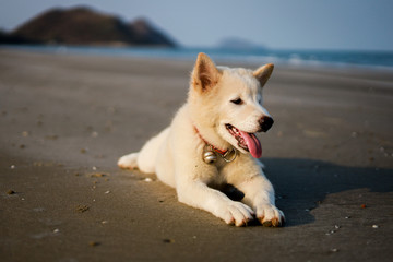 Thai dog puppy on the beach