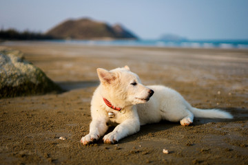 Naklejka na ściany i meble Thai dog puppy on the beach