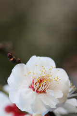 【日本の春】八重梅の花（白梅）