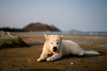 Thai dog puppy on the beach