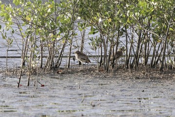 Senegal thick knee, Burhinus senegalensis, on a mudflat of a mangrove forest