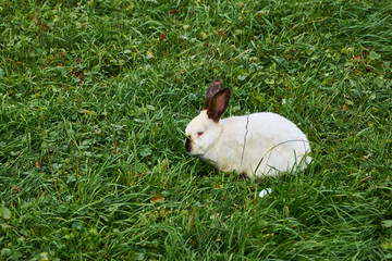 Decorative breed of rabbits. Californian rabbit with red eyes sits on green grass