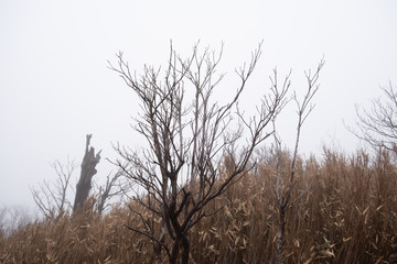 Bare branches of trees woodland in the winter at Owakudani, a volcanic valley with active sulphur vents and hot springs in Hakone, Kanagawa Prefecture, Japan.