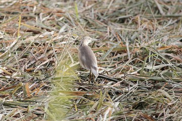 Squacco heron, Ardeola ralloides, in a field