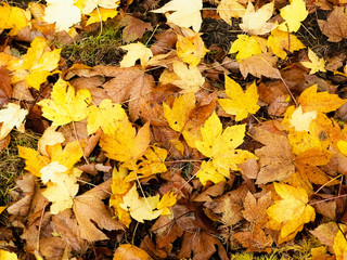 Yellow autumnal leaves as nature background.