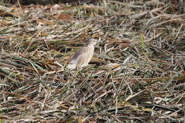Squacco heron, Ardeola ralloides, in a field