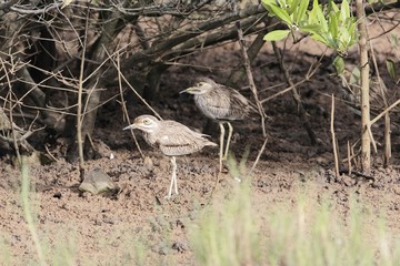 Senegal thick knee, Burhinus senegalensis, on a mudflat of a mangrove forest