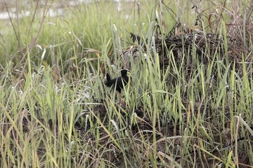 Black crake, Amaurornis flavirostra, in marshland