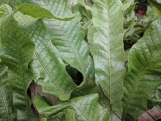 Close up of yellow green leaves with scale like venation