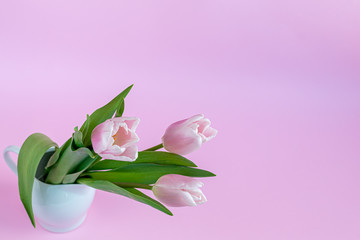 Bouquet of pink tulips for the holidays. Women's Day, Valentine's Day, name day. On a pink background.