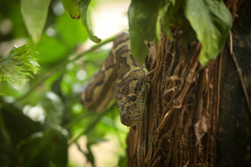 Large carpet python climbing palm tree in Airlie Beach, Queensland, slightly hidden by foliage
