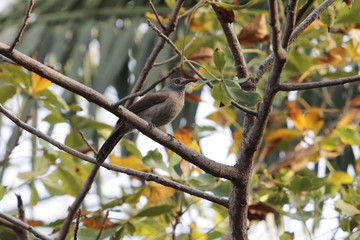 Brown babbler, Turdoides plebejus, in a tree