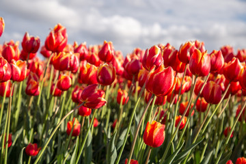 Obraz premium Beautiful Tulip fields. Noordoostpolder region, Flevoland province, the Netherlands.